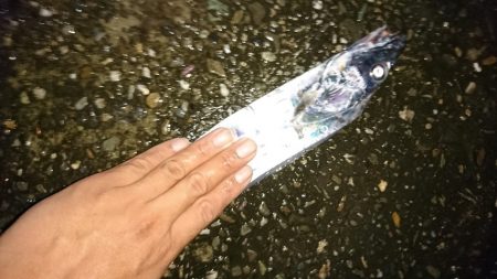 ワインドタチウオ